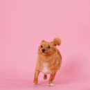 라뭉이네 | 대전 강아지 스튜디오 추천, 시월이 3주년 촬영 후기 :: 강아지 사진관 라뭉스튜디오 다녀온 후기