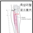 경락, 경혈은 있는 것인가? 이미지