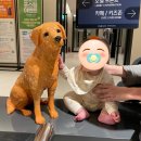 JN 파크 애견 호텔(휴게실) | 속초 호텔 추천! 속초아이파크스위트호텔 오션뷰같은...스탠다드 더블 아기와 방문 후기 (2024년 3월 기준)