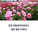 이례리어린이공원 족구장 | 합천 핫들생태공원에서 봄꽃 힐링