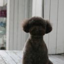 초코퍼피 애견미용실 이미지