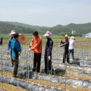 전주 완산동사무소 직원 40여명, 청웅 명동마을 찾아 구슬땀 흘려 이미지