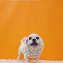 눈이부시개PET | 우리 집 강아지 첫 가위컷 성공! 주안 ‘눈이부시개’ 이용후기