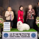 꼬똥몽드 이미지