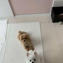 웅희네 애견호텔 이미지