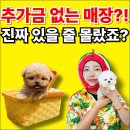환경그림 | 경산애견분양 포메라니안 맞이한 후기