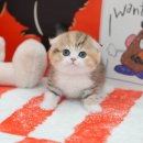 인천 강아지분양 고양이분양 미유펫 이미지