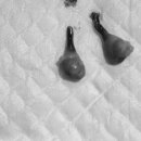 아마존동물병원 이미지