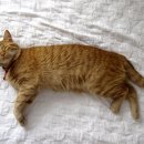 비비짐(BB짐) 이미지