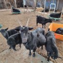 민정목장 이미지