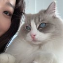 랙돌카페냐옹 | 구월동 랙돌카페냐옹, 🐾