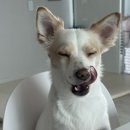 댕바이댕 이미지