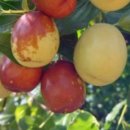 대추농장 이미지