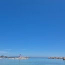 주야대게