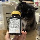 디오더 - 포항시 남구 중흥로101번길 7 | 🐱 고양이 장 건강과 냄새 개선까지? 푸 디오더 유산균 솔직 후기