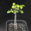 오르농장 이미지