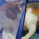 냥아치냥 이미지