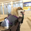 4uPC | 노령견 강아지 건강검진 항목 비용 시간 공유 결과 포함