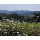 공주-07 Daum카페