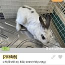 (주)위더스메디컬 | 토끼입양홍보) 8월 포인핸드 : 대량유기 NO