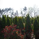 (태안)꽃무지개 핀 어여쁜 팜 카밀레의 향기로운 정원[2] 이미지