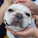 성북메디칼 | 성북구 강아지 TECA 수술 후기 :: 중이염, 내이염, 뇌수막염까지 이어진 케이스 이순덕 TECA