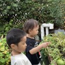 🍀자연생태활동 - 애플수박🍉 이미지