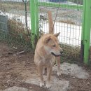 신 황룡 이미지