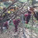 당골농장 이미지