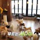아껴줄개 이미지