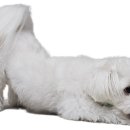 하나로 동물약국 이미지