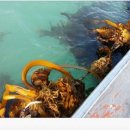 완도화목식품 이미지