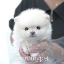 송현동 강아지 네이버블로그