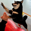 강아지 호텔 이미지