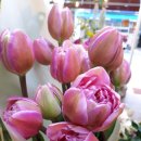 총림사아이숲유치원 이미지