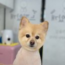 엣지있개 이미지