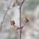 시나브로김밥 신기점 | 겨울숲바라보기 청계산 관현사 후기