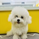 개린이미용실 | [강쥐생각] "쌤이 너무 좋아요!" 8개월 개린이 꼬미의 심쿵 미용 적응기 👅💤