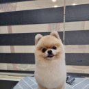 츄츄애견 이미지
