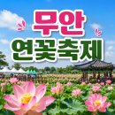무안교통 | 무안연꽃축제 2026 일정부터 주차까지 직접 다녀온 후기 정리