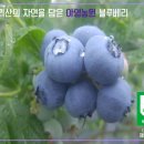 아영식품
