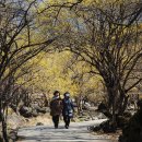 지리산산수유 이미지