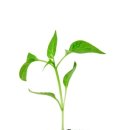 피부미용사 이미지