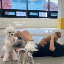 마조르댕 이미지