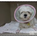 단비동물병원 이미지