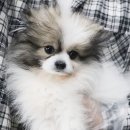 내품안의 반려견 김포점 이미지