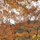 내장산약국 이미지