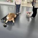 좌수영로3 | [공지] 부산 애견훈련 후기 | ‘호두’ 짖음 행동교정, 꿈틀 부산점 실제 변화 사례
