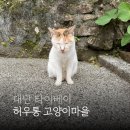 고양이나라 | 대만 허우통 고양이마을 가는 방법 총정리 + 솔직 후기