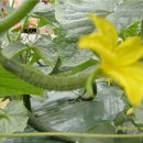 청호농장 이미지